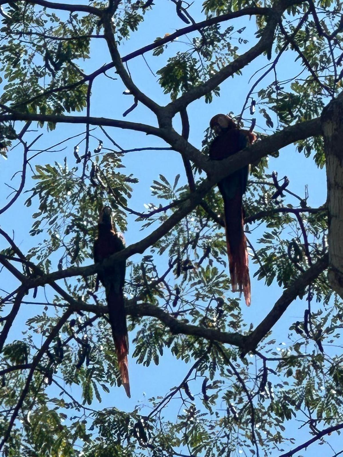 Macaw Paradise Хако Экстерьер фото